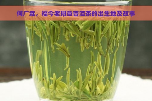 何广森，福今老班章普洱茶的出生地及故事