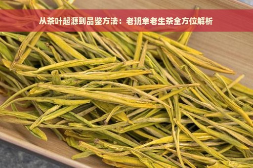 从茶叶起源到品鉴方法：老班章老生茶全方位解析