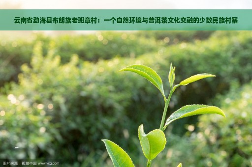 云南省勐海县布朗族老班章村：一个自然环境与普洱茶文化交融的少数民族村寨