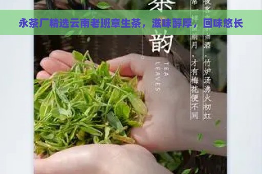 永茶厂精选云南老班章生茶，滋味醇厚，回味悠长