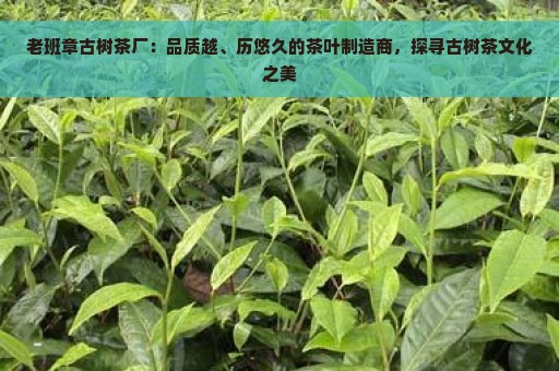 老班章古树茶厂：品质越、历悠久的茶叶制造商，探寻古树茶文化之美