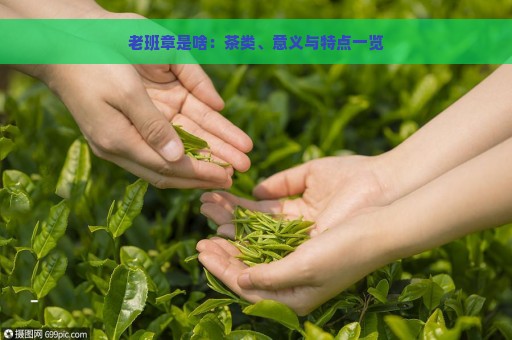 老班章是啥：茶类、意义与特点一览