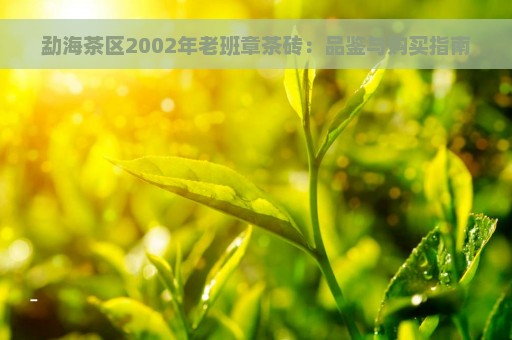 勐海茶区2002年老班章茶砖：品鉴与购买指南