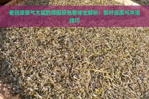 老班章茶气太猛的原因及色香味全解析：茶叶品质与冲泡技巧