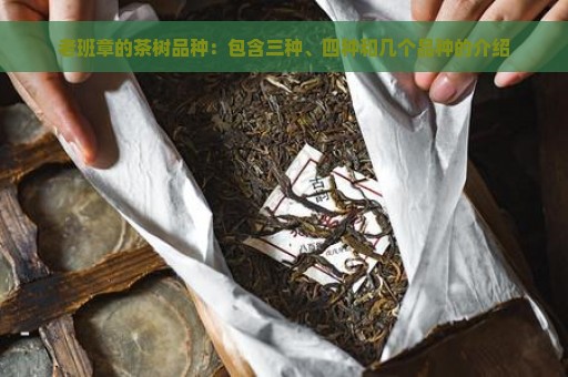 老班章的茶树品种：包含三种、四种和几个品种的介绍