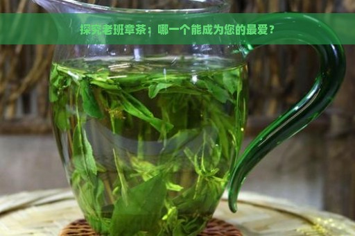 探究老班章茶：哪一个能成为您的最爱？