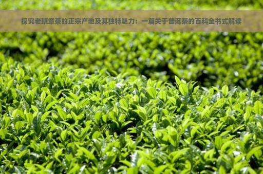 探究老班章茶的正宗产地及其独特魅力：一篇关于普洱茶的百科全书式解读