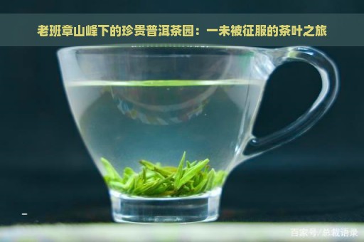 老班章山峰下的珍贵普洱茶园：一未被征服的茶叶之旅