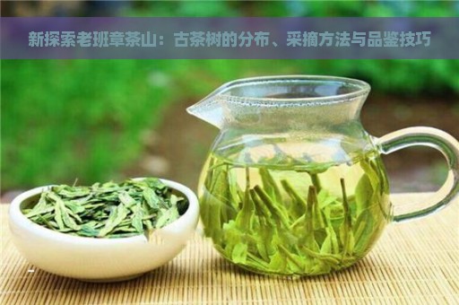 新探索老班章茶山：古茶树的分布、采摘方法与品鉴技巧