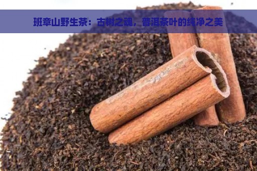 班章山野生茶：古树之魂，普洱茶叶的纯净之美