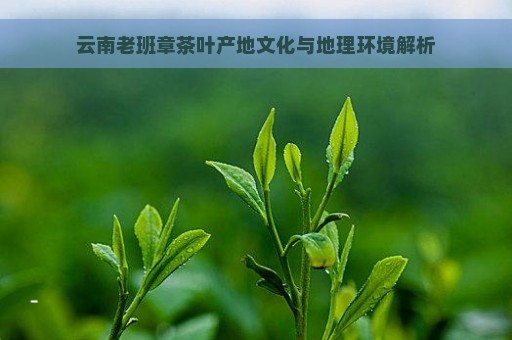 云南老班章茶叶产地文化与地理环境解析