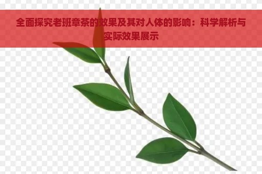 全面探究老班章茶的效果及其对人体的影响：科学解析与实际效果展示