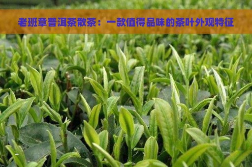 老班章普洱茶散茶：一款值得品味的茶叶外观特征