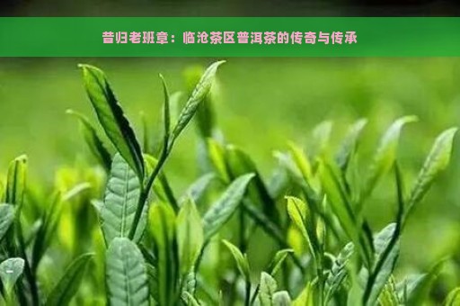 昔归老班章：临沧茶区普洱茶的传奇与传承