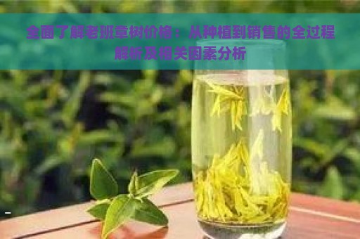 全面了解老班章树价格：从种植到销售的全过程解析及相关因素分析