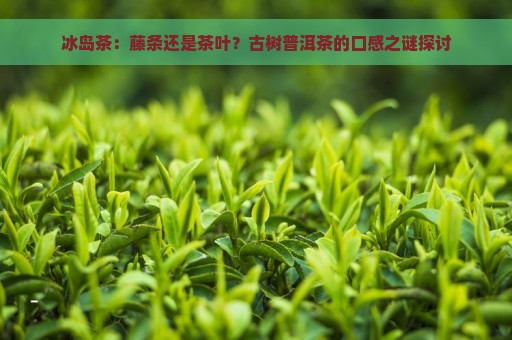 冰岛茶：藤条还是茶叶？古树普洱茶的口感之谜探讨