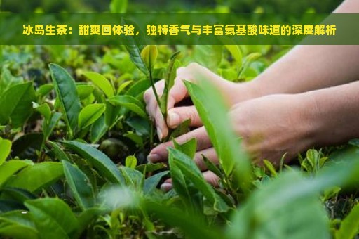 冰岛生茶：甜爽回体验，独特香气与丰富氨基酸味道的深度解析