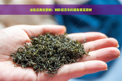 冰岛云南古茶树：树龄超百年的稀有普洱茶树