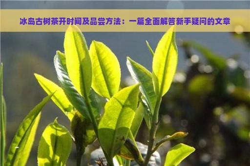 冰岛古树茶开时间及品尝方法：一篇全面解答新手疑问的文章