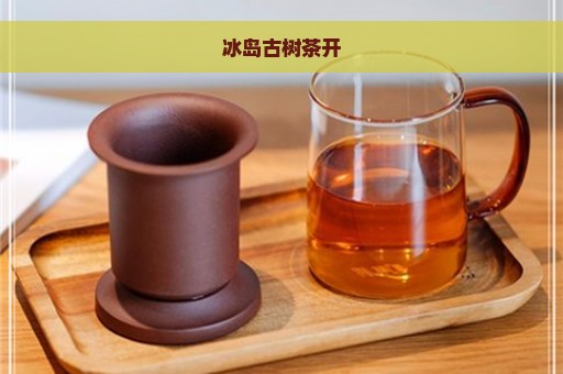 冰岛古树茶开