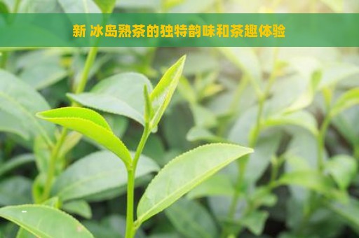 新 冰岛熟茶的独特韵味和茶趣体验