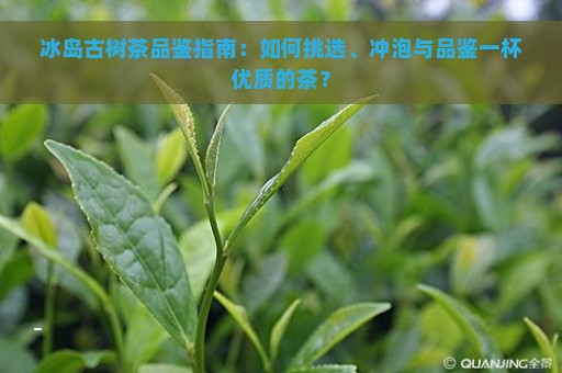 冰岛古树茶品鉴指南：如何挑选、冲泡与品鉴一杯优质的茶？