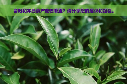 昔归和冰岛茶产地在哪里？请分享您的建议和经验。