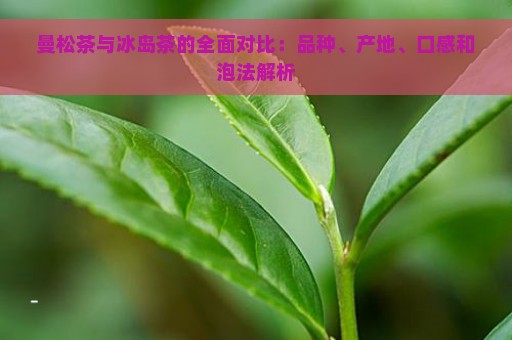 曼松茶与冰岛茶的全面对比：品种、产地、口感和泡法解析