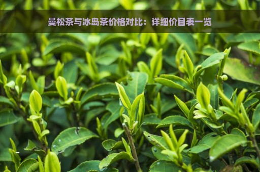 曼松茶与冰岛茶价格对比：详细价目表一览