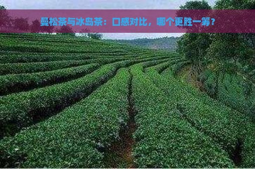 曼松茶与冰岛茶：口感对比，哪个更胜一筹？