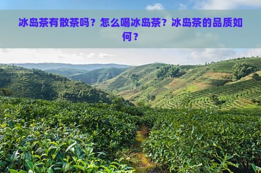 冰岛茶有散茶吗？怎么喝冰岛茶？冰岛茶的品质如何？