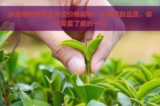 冰岛母树茶的全方位价格解析：从购买到品质，你所需要了解的一切