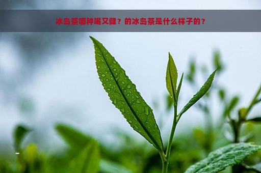 冰岛茶哪种喝又健？的冰岛茶是什么样子的？