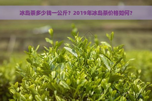 冰岛茶多少钱一公斤？2019年冰岛茶价格如何？