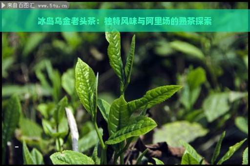 冰岛乌金老头茶：独特风味与阿里场的熟茶探索