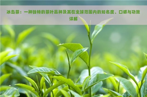 冰岛茶：一种独特的茶叶品种及其在全球范围内的知名度、口感与功效详解