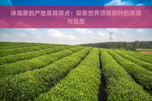 冰岛茶的产地及其特点：探索世界顶级茶叶的来源与品质