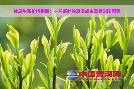 冰岛生茶价格指南：一斤茶叶的真实成本及其影响因素