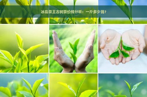 冰岛茶王古树茶价格分析：一斤多少钱？