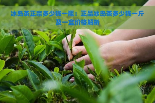 冰岛茶正宗多少钱一瓶：正品冰岛茶多少钱一斤及一盒价格解析