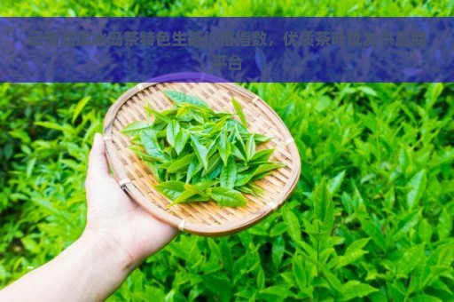 云南勐库冰岛茶特色生茶价格指数，优质茶叶批发供应商平台