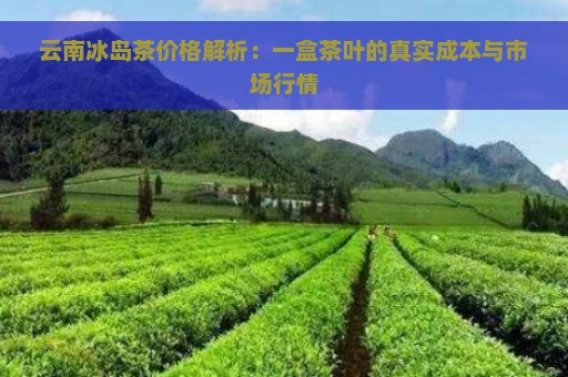 云南冰岛茶价格解析：一盒茶叶的真实成本与市场行情