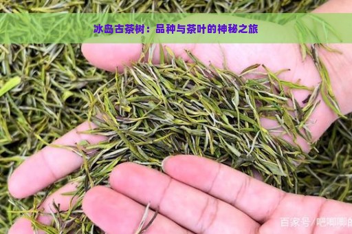 冰岛古茶树：品种与茶叶的神秘之旅