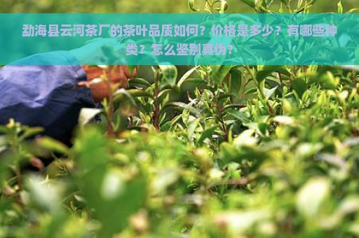 勐海县云河茶厂的茶叶品质如何？价格是多少？有哪些种类？怎么鉴别真伪？