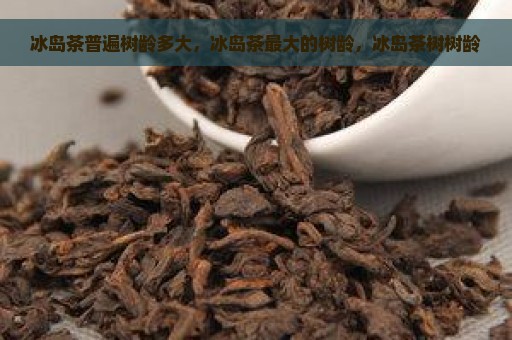 冰岛茶普遍树龄多大，冰岛茶最大的树龄，冰岛茶树树龄