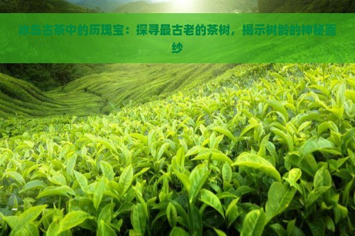 冰岛古茶中的历瑰宝：探寻最古老的茶树，揭示树龄的神秘面纱