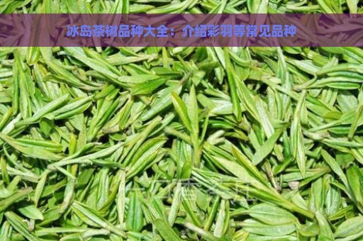 冰岛茶树品种大全：介绍彩羽等常见品种