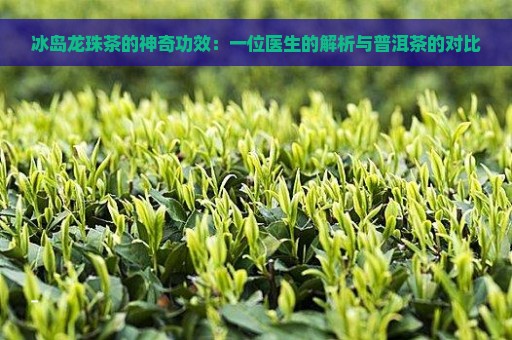 冰岛龙珠茶的神奇功效：一位医生的解析与普洱茶的对比