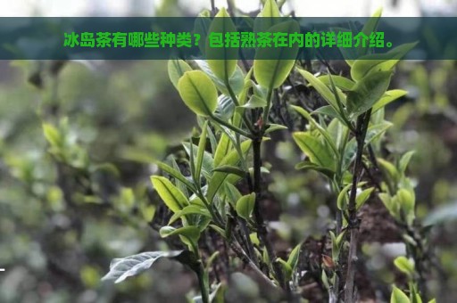 冰岛茶有哪些种类？包括熟茶在内的详细介绍。