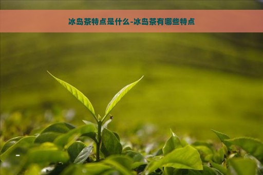 冰岛茶特点是什么-冰岛茶有哪些特点